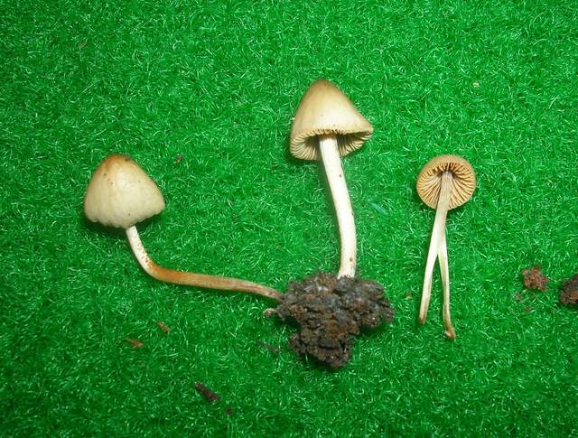 Una Conocybe al Giardino botanico